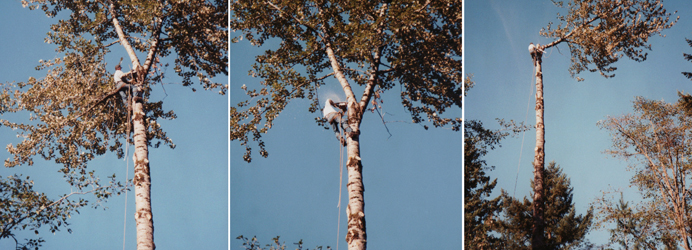 Oregon City Tree Removal Services Care In Ccb 179018 Tree Removal In Oregon City Care